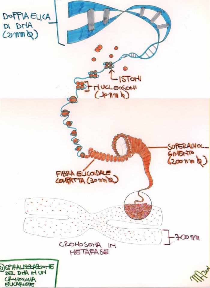 DNA.jpg (93970 byte)