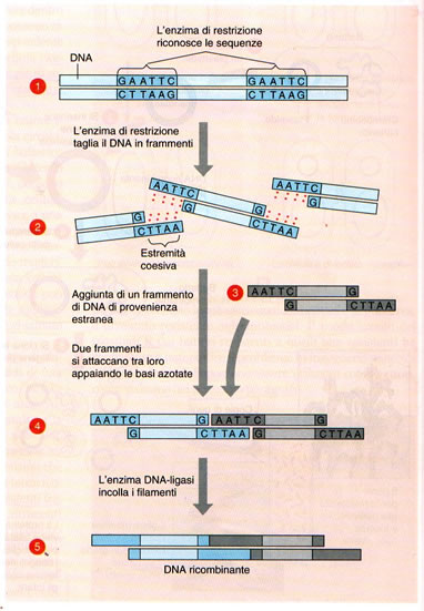 Enzimi-di-restrizione.jpg (174289 byte)