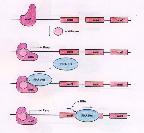 operone ara.jpg (38249 byte)