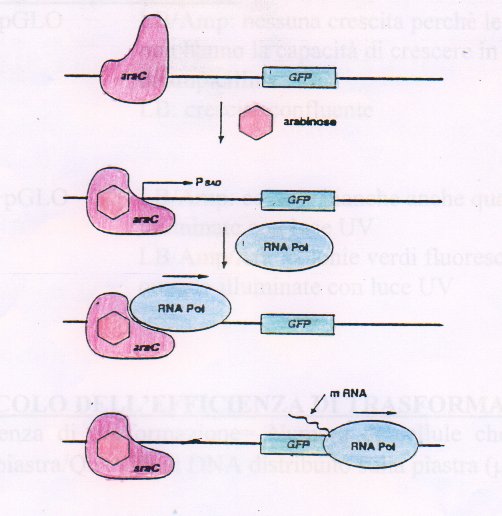 operone con gfp.jpg (40609 byte)